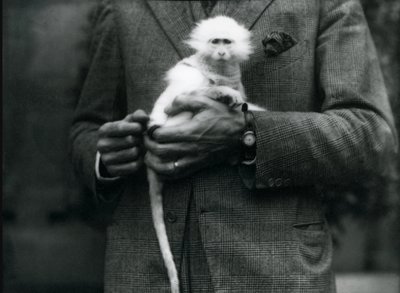 An albino Old World Monkey, genus Ceropithecus, being held at London Zoo, July 1922 by Frederick William Bond